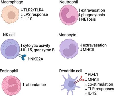 Neonatal Immune Responses to Respiratory Viruses